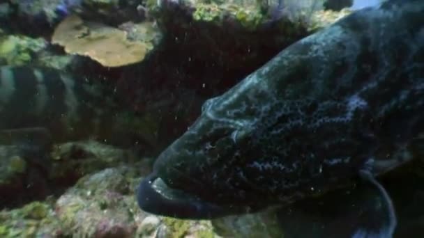 Гигантский окунь возле дайверов под водой . — стоковое видео