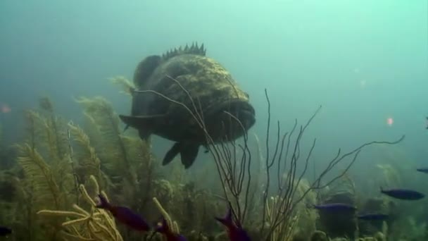 Mérou géant de l'Atlantique poisson sous-marin de l'océan . — Video