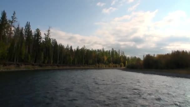 Rivier in onbewoonde taiga van Siberië Rusland. — Stockvideo