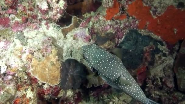 Actinopterygii Klein fisk Ostracion cubicus meleagris under vatten. — Stockvideo
