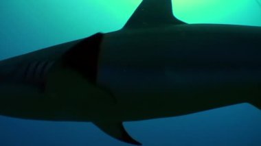 Karayip Denizi 'nde gri köpekbalıkları.