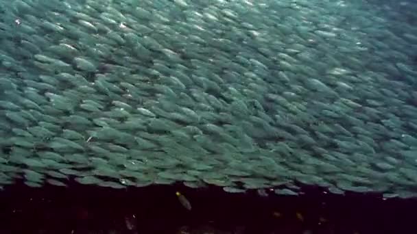 Migração de enorme escola de rebanho de peixes subaquáticos . — Vídeo de Stock