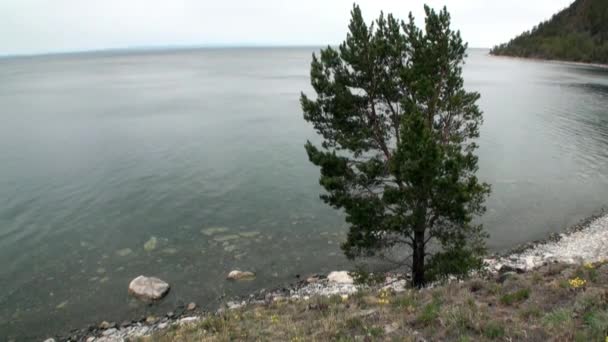 Ορεινή ακτή και λείες πέτρες κοντά κάτω από το καθαρό νερό της λίμνης Baikal. — Αρχείο Βίντεο