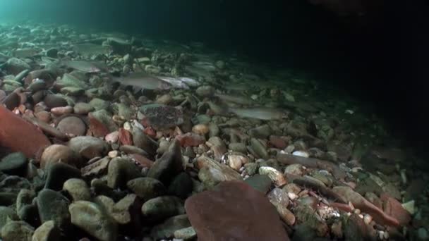 Schwarm von Forellenfischen unter Wasser des Lenaflusses in Sibirien Russlands. — Stockvideo