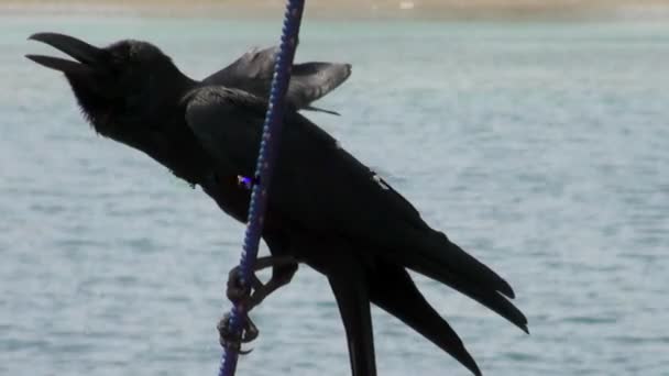 Closeup black raven sits on hawser on background of sea water in Indonesia — Stockvideo