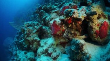 Parlak şeffaf suyun arka planında eşsiz bir deniz tabanı..