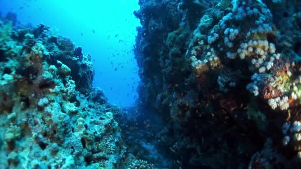 밝은 투명 한물을 배경으로 아름다운 독특 한바다 밑바닥. — 비디오