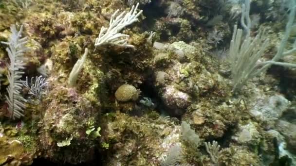 Les habitants marins dans la mer des Caraïbes sous-marine . — Video