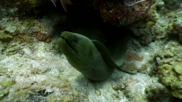 Peixes de enguia-moray-do-atlântico subaquático . — Vídeo de Stock