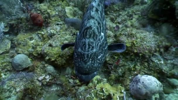 Habitantes marinos del arrecife de coral en el mar Caribe submarino. — Vídeos de Stock