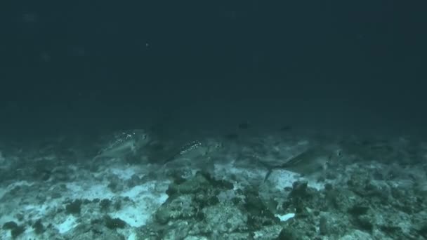 Escuela de atún de una especie bajo el agua en la Polinesia Francesa . — Vídeos de Stock