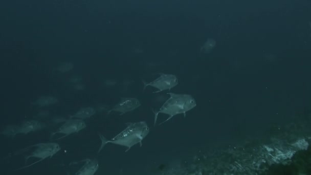 Escuela de atún de una especie bajo el agua en la Polinesia Francesa . — Vídeos de Stock