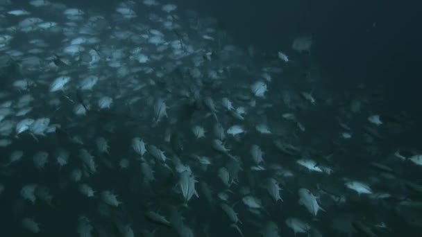 Egy fajhoz tartozó tonhal iskola a víz alatt Francia Polinéziában. — Stock videók