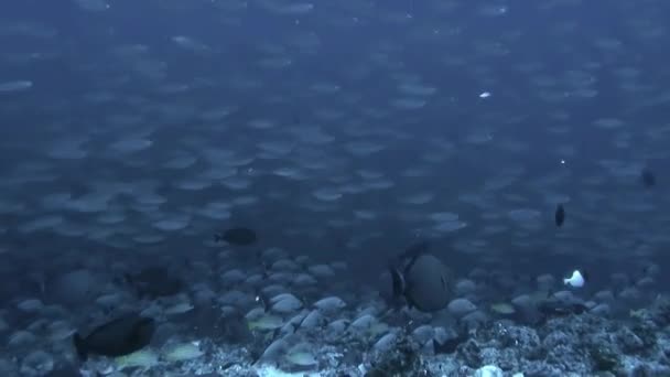 École de poissons d'une espèce et plongeur dans l'océan sous-marin . — Video