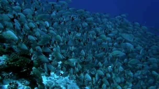 Napoleon fish on background of school of fish in underwater Pacific Ocean. — Stock Video