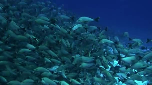 Scuola enorme di pesci di una specie nell'Oceano Pacifico subacqueo. — Video Stock