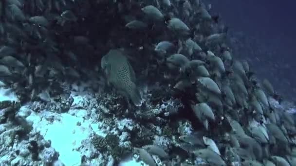 해저 태평양에 있는 물고기 떼를 배경으로 한 나폴레옹 의물 고기. — 비디오