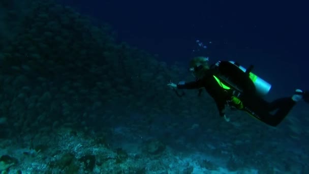 Diver with school of fish of one species and diver in underwater ocean. — Stock Video