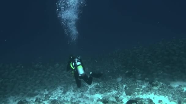 Dykare med fiskstim av en art och dykare i undervattens hav. — Stockvideo