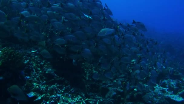 Obrovská škola ryb jednoho druhu v podmořském Tichém oceánu. — Stock video