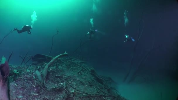 Group of divers in halocline near tree roots in cenotes. — Stock Video