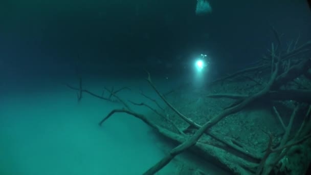 세노테 나무뿌리 근처에서 평활 선을 타고 있는 잠수부. — 비디오