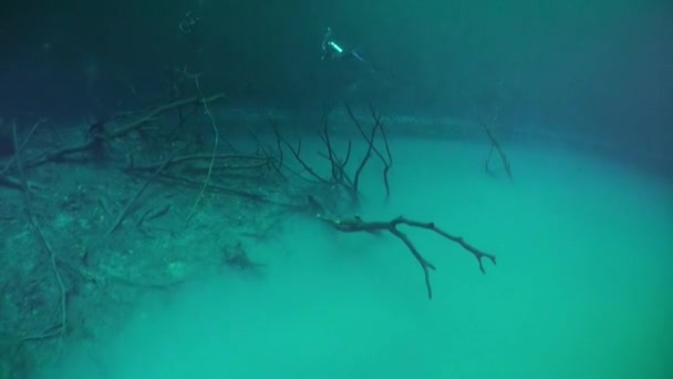 Buceadores en haloclina cerca de raíces de árboles en cenotes . — Vídeos de Stock