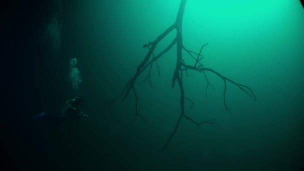 Quimioclina halocline mudança súbita de salinidade da água e raízes de árvores em cenotes . — Vídeo de Stock