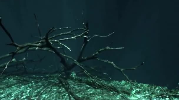 Árbol seco en cueva submarina Yucatán México cenotes . — Vídeo de stock