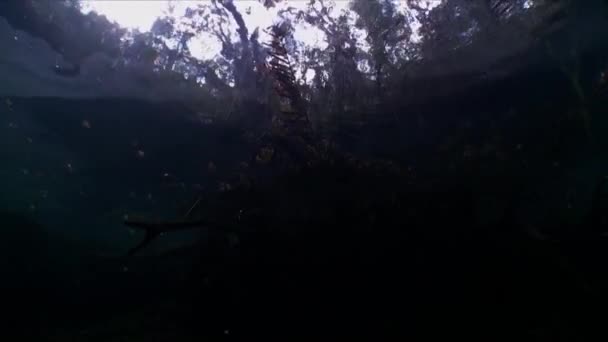 Witte wolken op de lucht en bomen bekijken van onder water in Yucatan cenotes. — Stockvideo