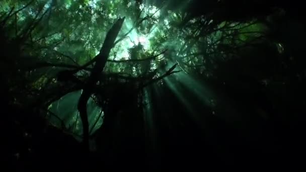 Vista desde aguas cristalinas a árboles y raíces de árboles y rayos de sol en cenotes . — Vídeo de stock