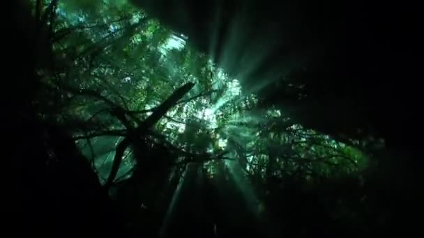 Movimento circolare della telecamera sott'acqua alle radici degli alberi e raggio di soli nei cenoti . — Video Stock