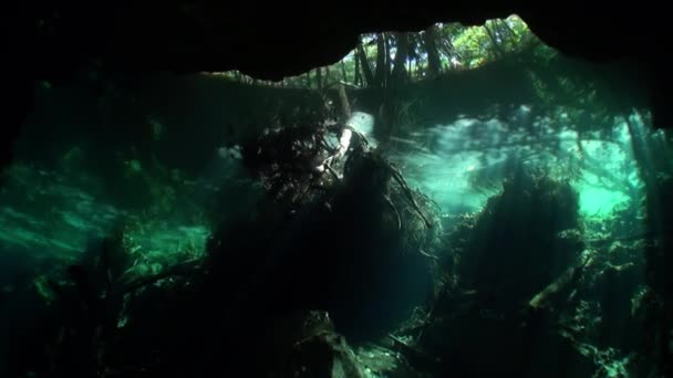 Träd och träd rötter och stråle av solar vy från under klart vatten i cenotes. — Stockvideo