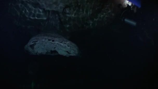 पानी के नीचे युकाटन मेक्सिको की गुफा में डाइवर्स वीडियोग्राफर कैमरामैन . — स्टॉक वीडियो