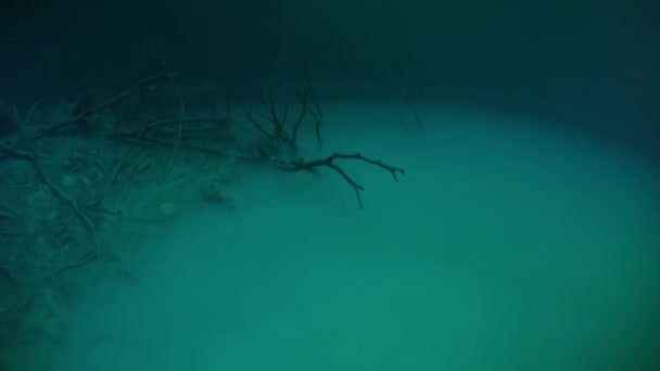 Halocline mudança súbita de salinidade da água e raízes de árvores em cenotes . — Vídeo de Stock