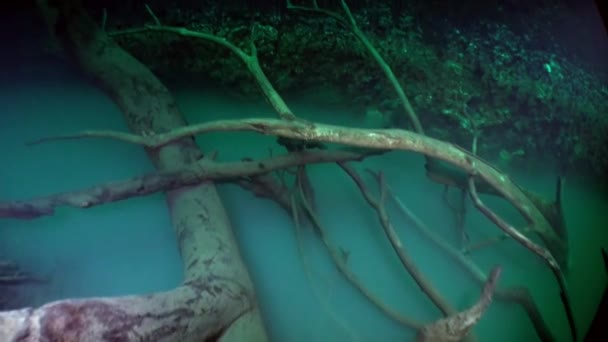 Halocline plotselinge verandering van waterzoutgehalte en boomwortels in cenotes. — Stockvideo