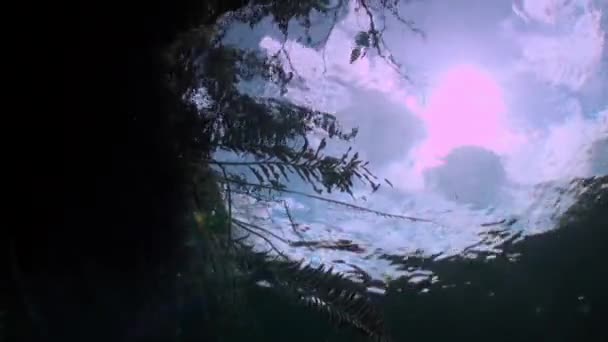 Vista desde aguas cristalinas a árboles y raíces de árboles y rayos de sol en cenotes . — Vídeo de stock