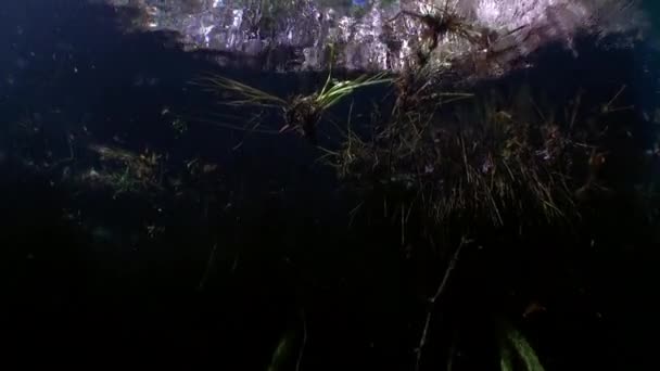 Zicht van onder helder water op bomen en boomwortels en zonnestraal in cenotes. — Stockvideo