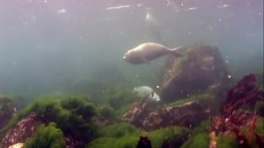 Foca larvası familyası gri renkli, çamurlu, soğuk suda yüzer Alaska 'da otların ve yosunların dibindeki kayalıklarda balık arar..