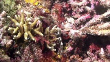 Filipin Denizi 'nin dibindeki sualtı pembe tropikal mercan Gorgonaryası.