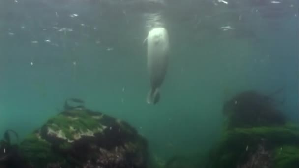 Zeehond Phoca largha met donkere vlekken kleur zwemmen onder water in modderige koude water zee van Japan op zoek naar vis op rotsachtige bodem van gras en struiken van zeewier. — Stockvideo