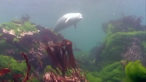 Zeehond Phoca largha met grijze tint duik onderwater in modderig koud water Stille Oceaan op zoek naar vis op rotsachtige bodem van gras en struiken van zeewier. — Stockvideo