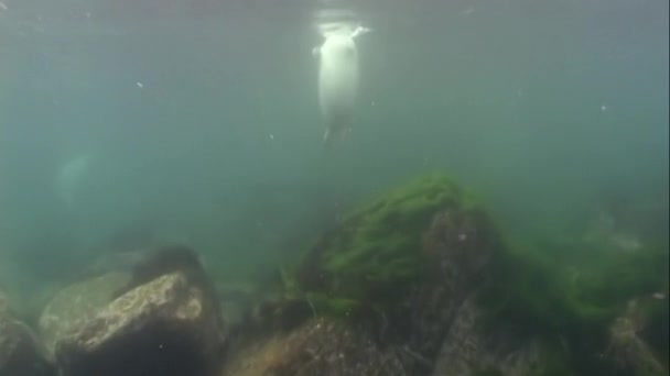 Baby Harbor Seal Phoca largha com manchas escuras mergulho de cor subaquática no mar de água fria lamacenta do Japão em busca de peixes no fundo rochoso da grama e moitas de algas marinhas . — Vídeo de Stock