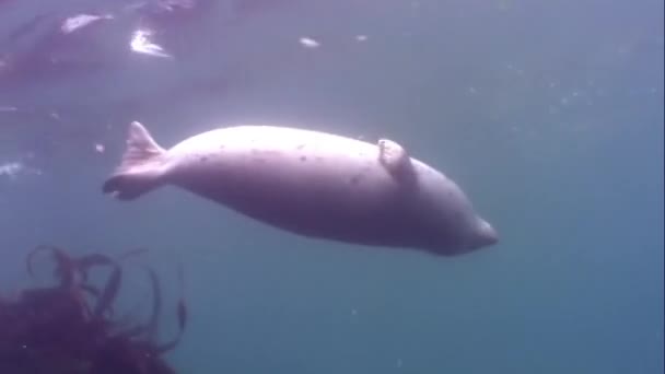 Baby Harbor Seal Phoca largha with gray tet color float underwater in muddy cold water Alaska in search of fish at rocky bottom of grass and thickets of seaweed .