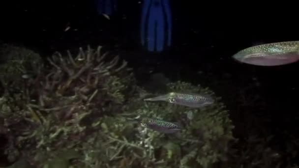 Schoolkudde zeeschildpadden en inktvissen onder water in de oceaan. — Stockvideo