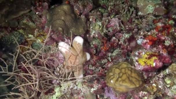 Koral tropis bawah laut merah muda Gorgonaria di dasar laut Laut Filipina. — Stok Video