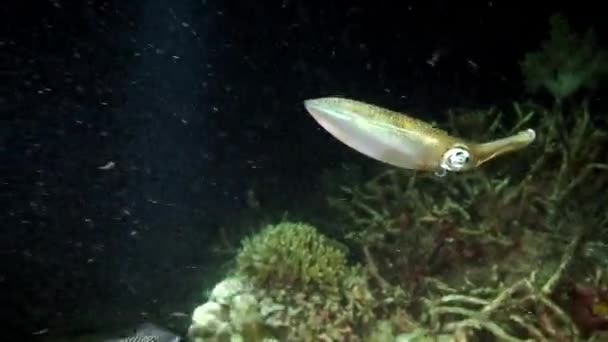 Стадо морских каракатиц и кальмаров под водой в океане. — стоковое видео