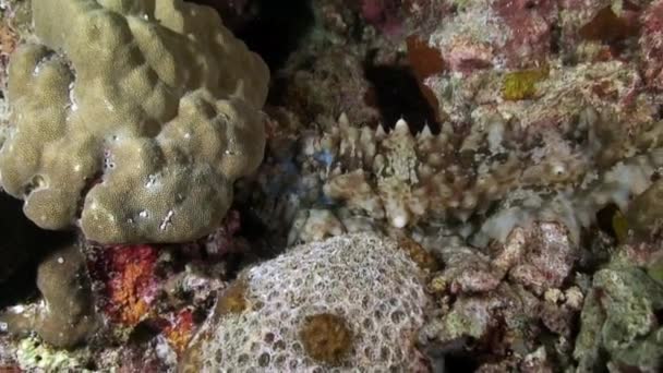 Underwater pink tropical coral Gorgonaria on seabed of Philippine Sea. — Stock Video