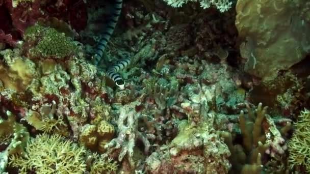 Filipin Denizi 'nin deniz tabanında mercan resifinde çizgili siyah beyaz yılan.. — Stok video