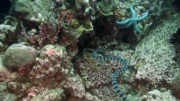 Cobra negra e branca listrada no recife de coral no fundo do mar subaquático do Mar das Filipinas . — Vídeo de Stock